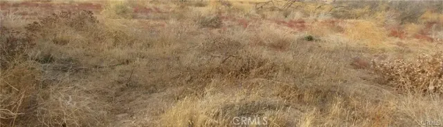 a view of a dry yard