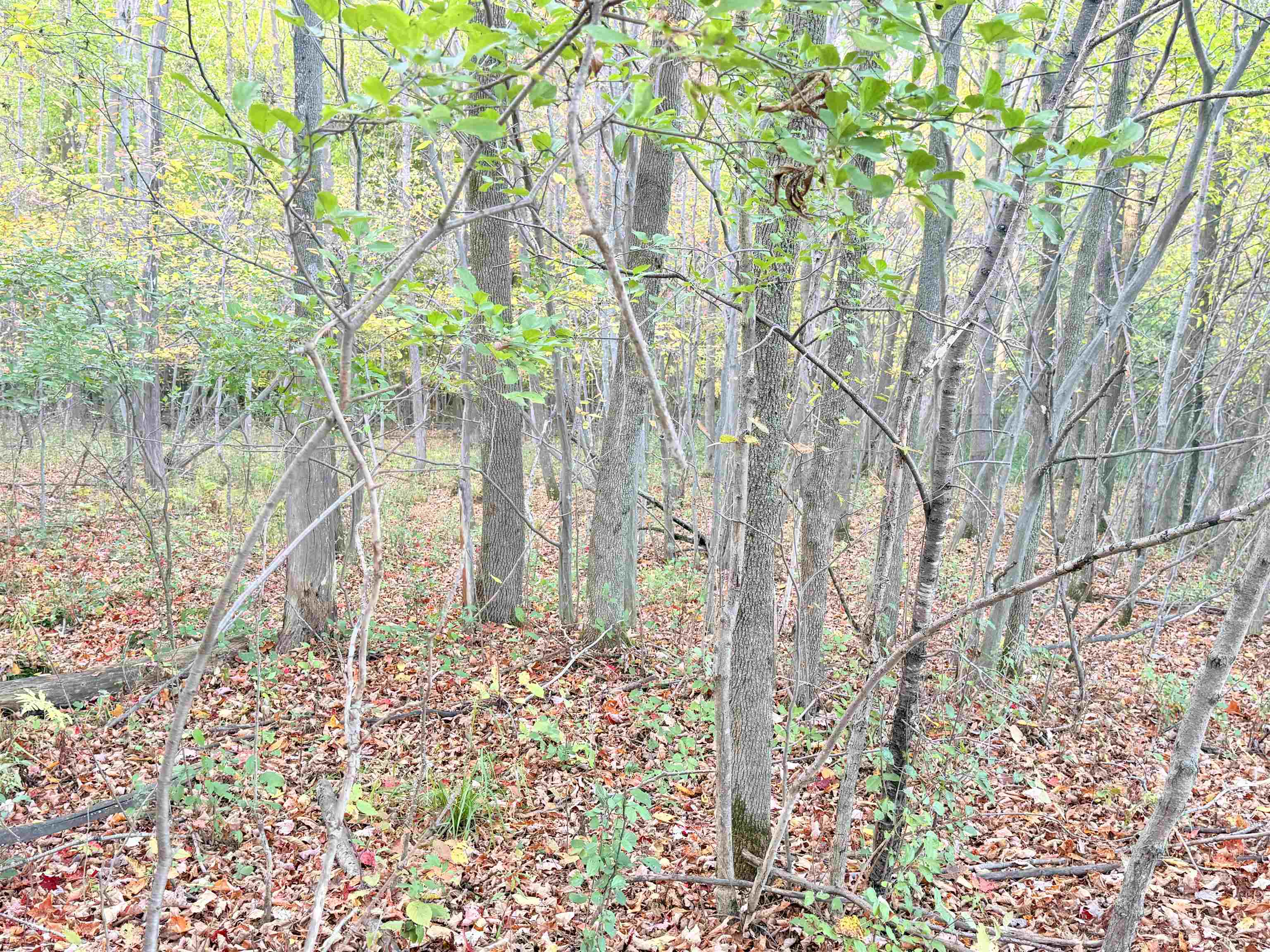 Lot 1 County Road Z Ringle, WI 54471 - Photo 12 of 17