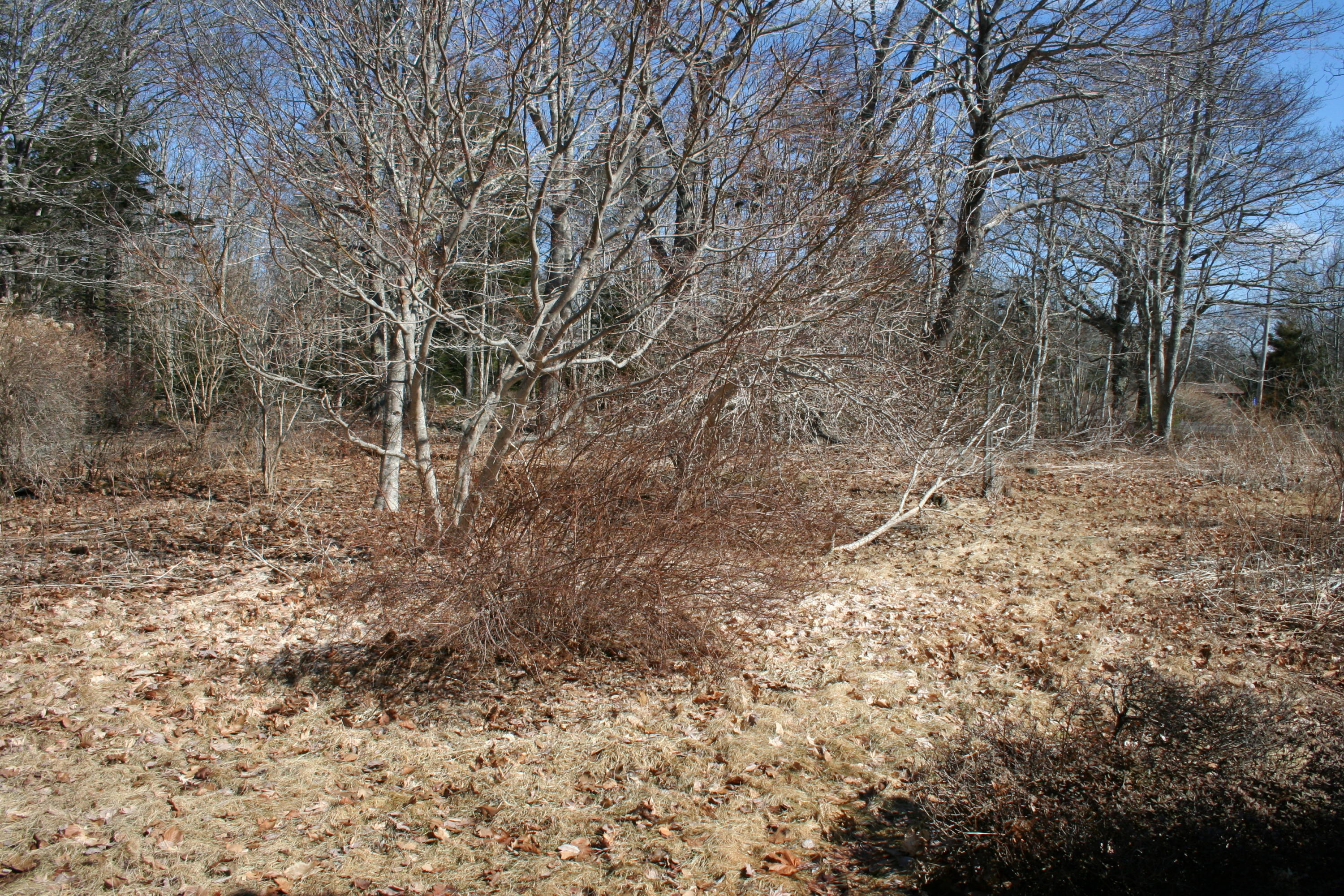 2775 Bristol Road Bristol, ME 04554 - Photo 19 of 54 2775 backyard d