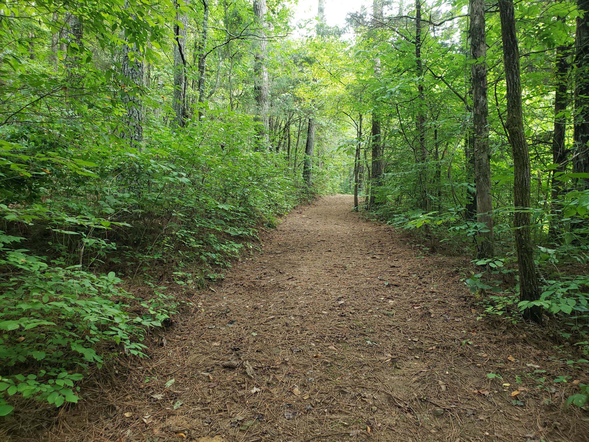 55 Short Creek Road Dellrose, TN 38453 - Photo 25 of 34 a view of a forest with trees in the background