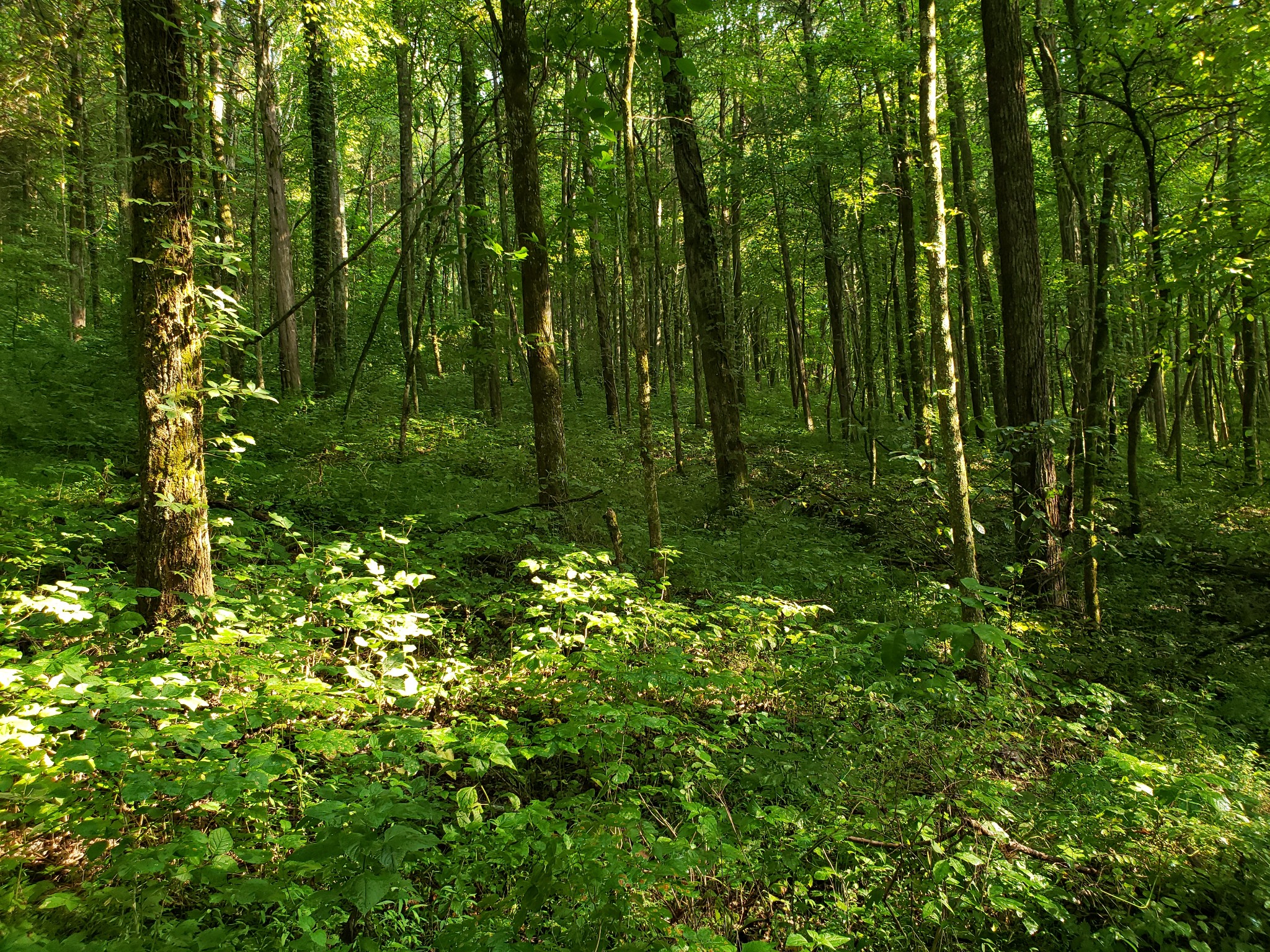 55 Short Creek Road Dellrose, TN 38453 - Photo 26 of 34 a view of yard