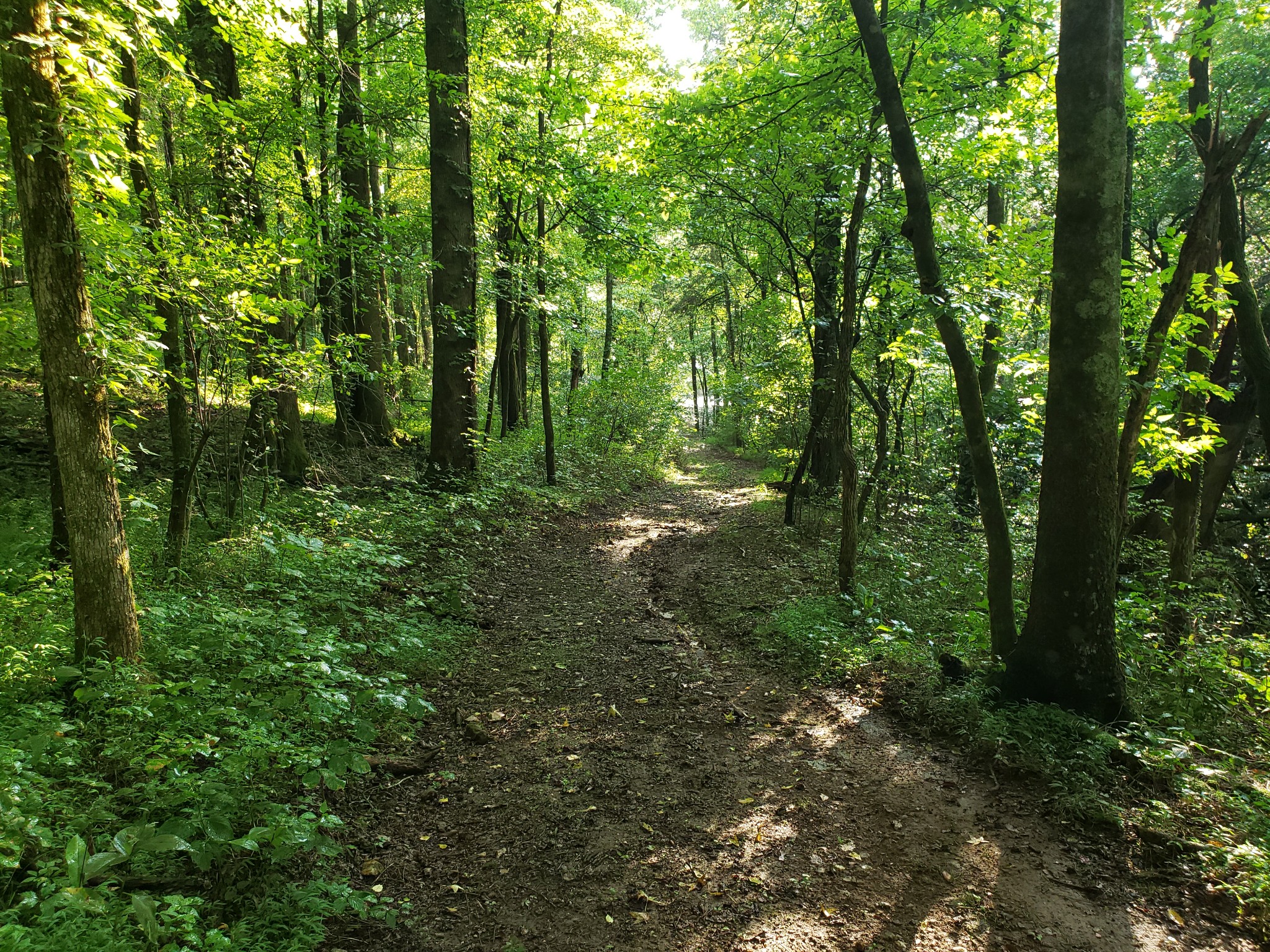 55 Short Creek Road Dellrose, TN 38453 - Photo 28 of 34 a view of outdoor space and green space