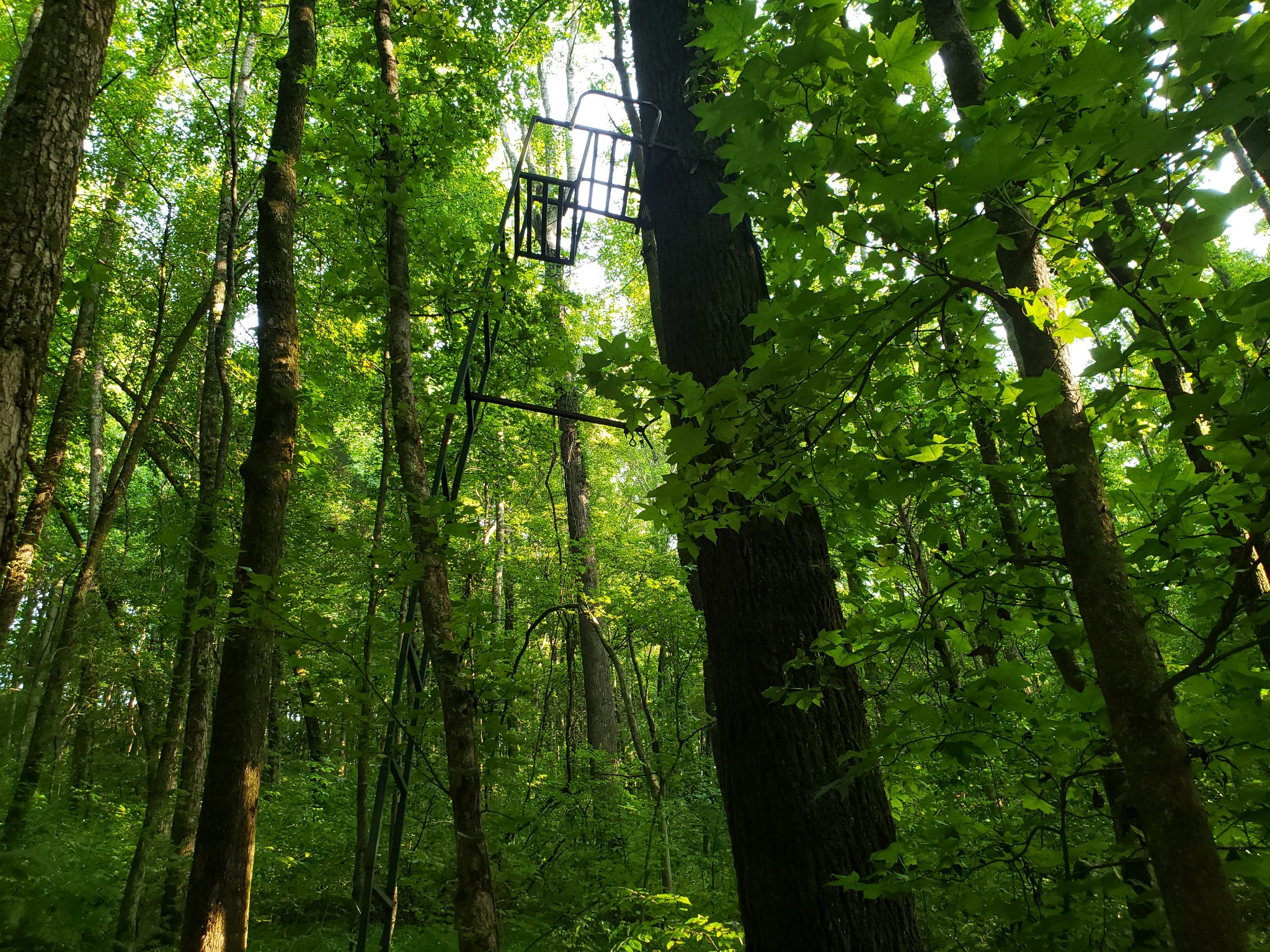 55 Short Creek Road Dellrose, TN 38453 - Photo 32 of 34 a close up of a tree