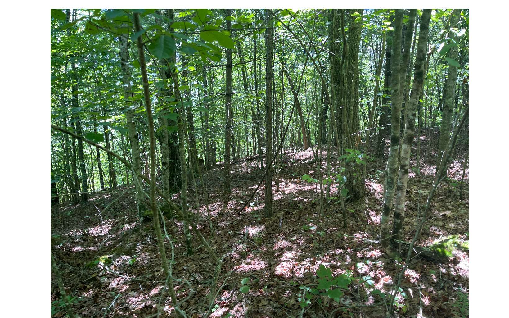 2603 Sunny Point Road Murphy, NC 28906 - Photo 7 of 7 Additional View