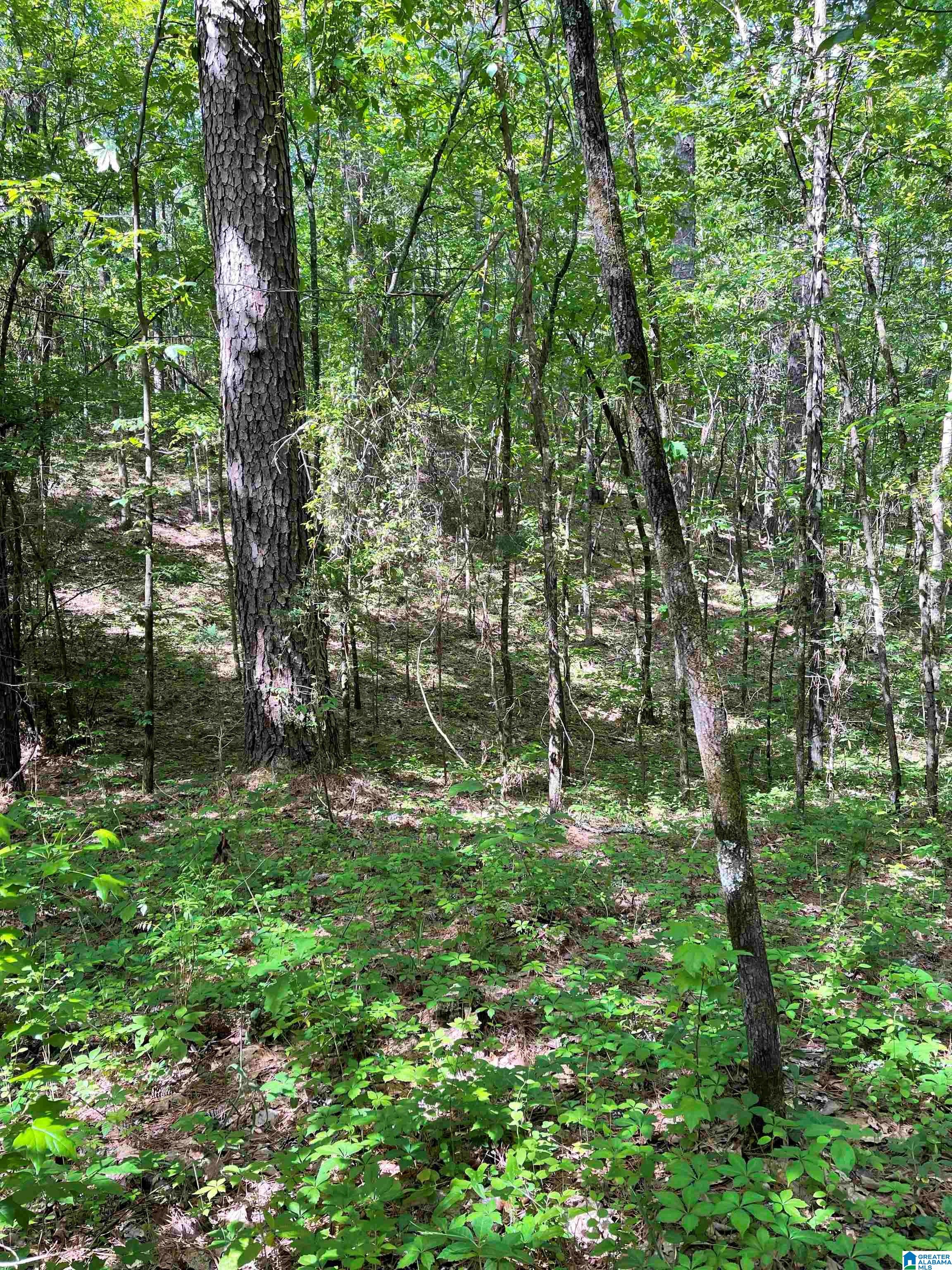 0 Pine Drive, Unit 7 Ohatchee, AL 36271 - Photo 8 of 14
