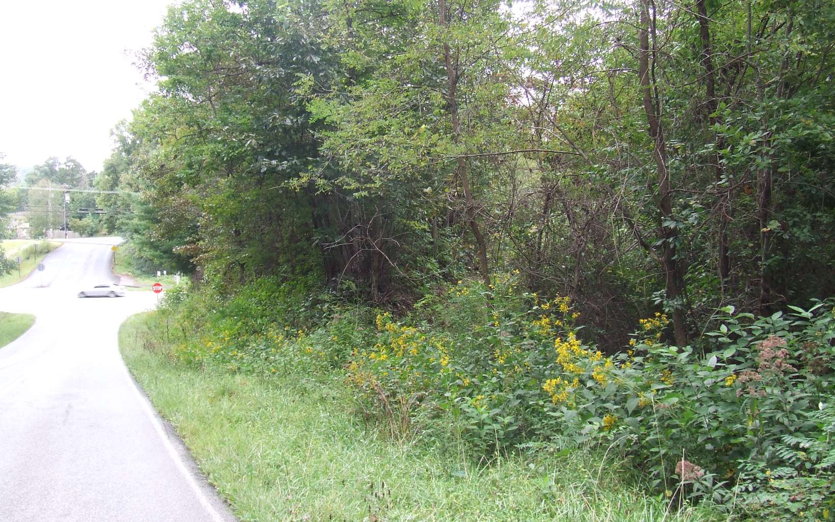 6365 Blue Ridge Drive Blue Ridge, GA 30513 - Photo 1 of 1 a view of a yard with plants and large trees