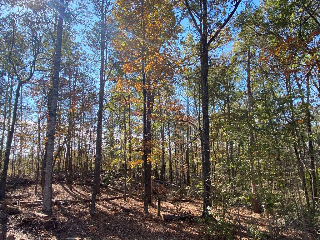 951 Fox Ridge Road Eufaula, AL 36027 - Photo 28 of 29