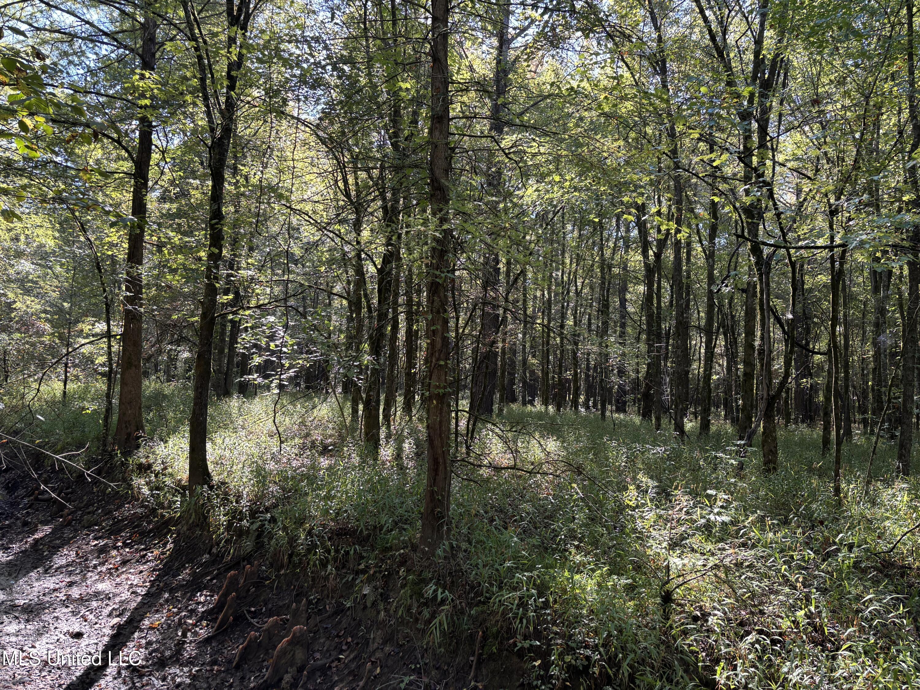 0 Ms-9 Mathiston, MS 39752 - Photo 12 of 19 IMG_0005