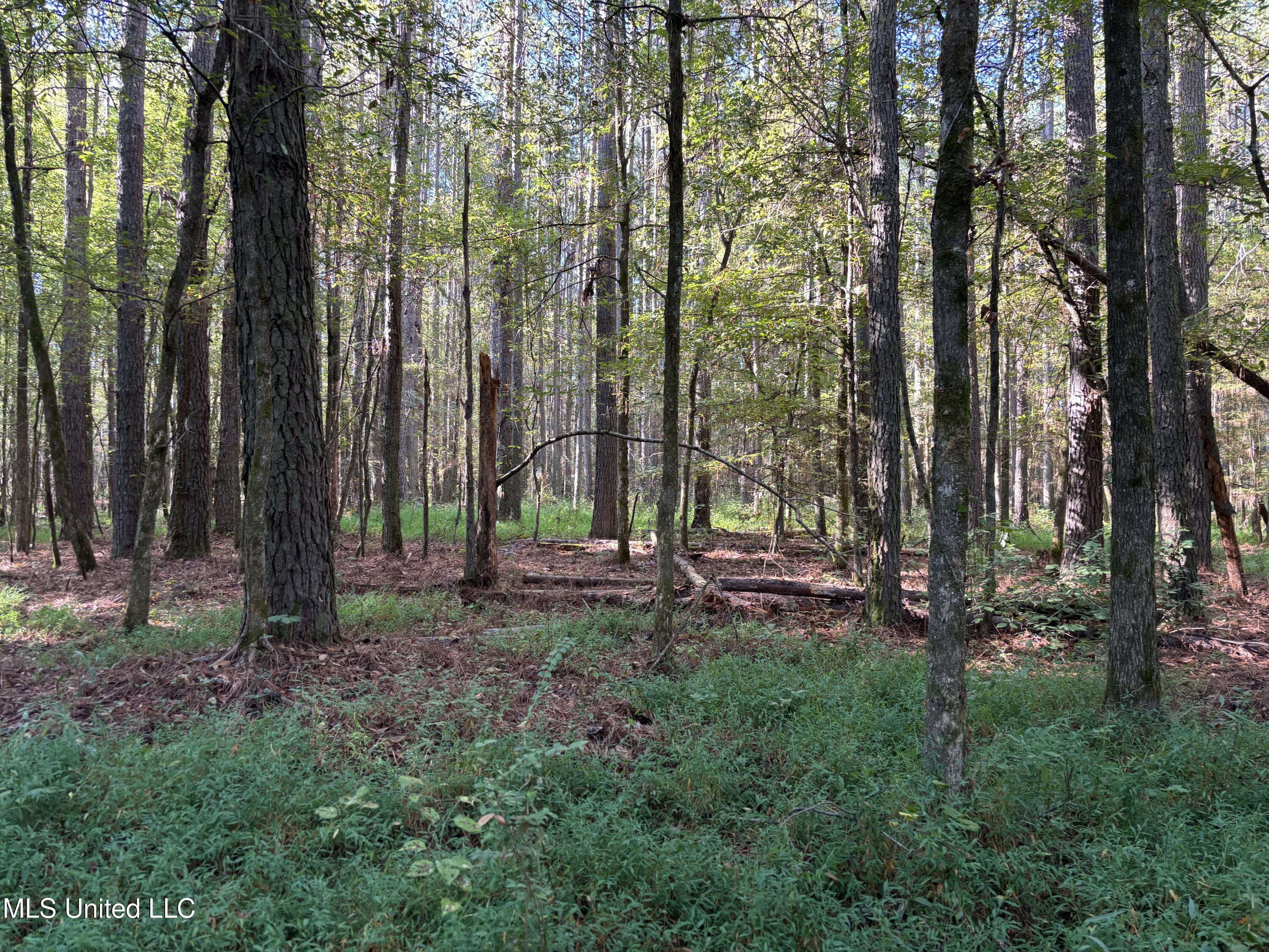 0 Ms-9 Mathiston, MS 39752 - Photo 5 of 19 IMG_9964