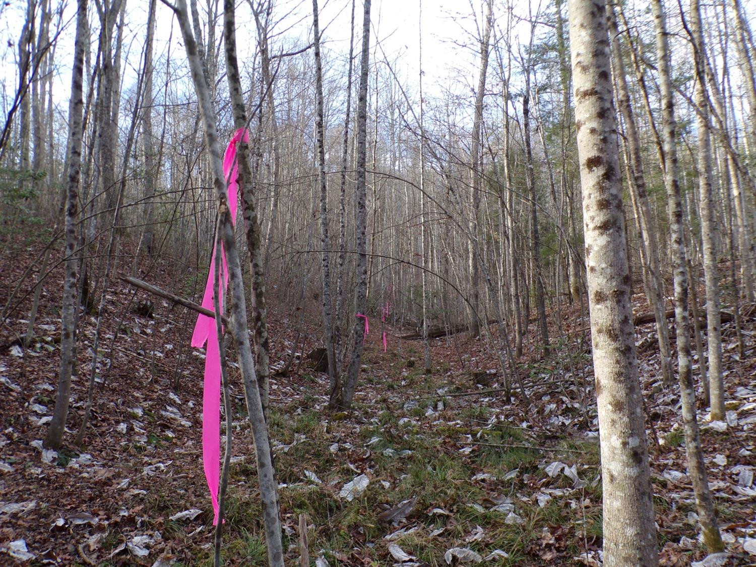 4200 Forest Service Road London, KY 40744 - Photo 11 of 44 Photo 11