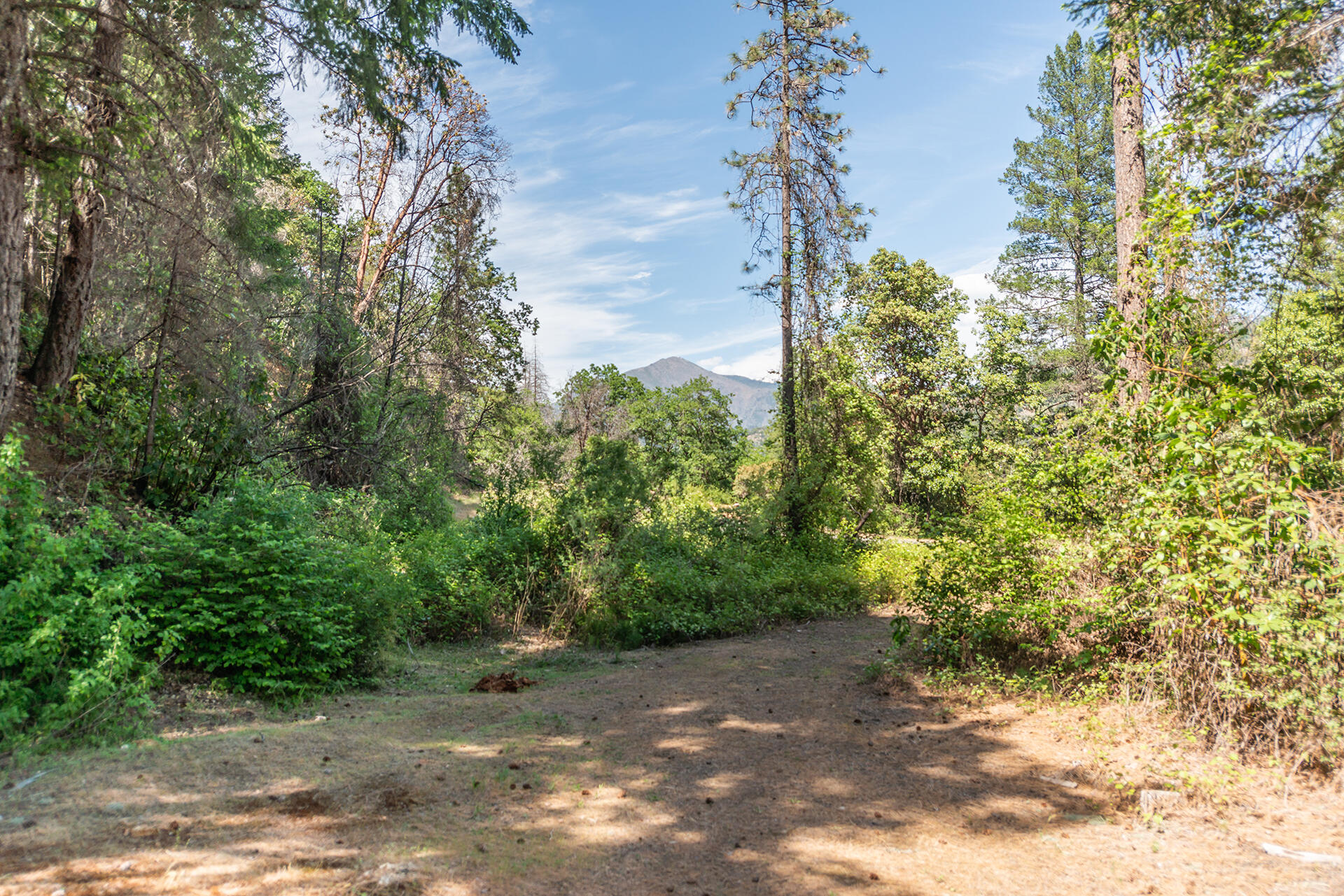 2940 Dutch Creek Road Junction City, CA 96048 - Photo 17 of 63 a view of a yard with plants and trees