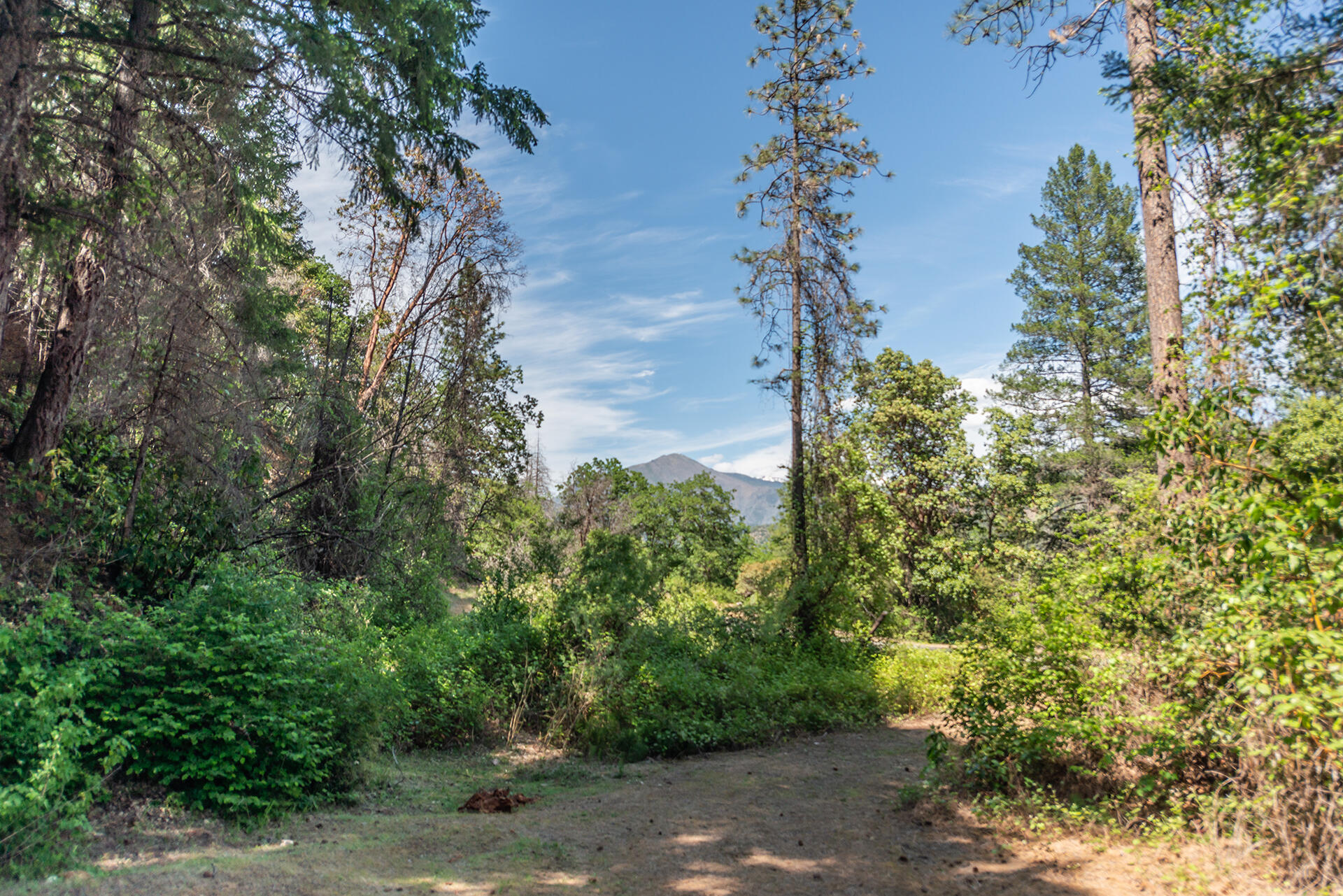 2940 Dutch Creek Road Junction City, CA 96048 - Photo 18 of 63 DSC_8137