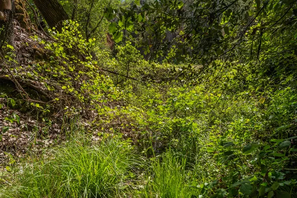 $250,000 | 2940 Dutch Creek Road, Junction City, CA 96048