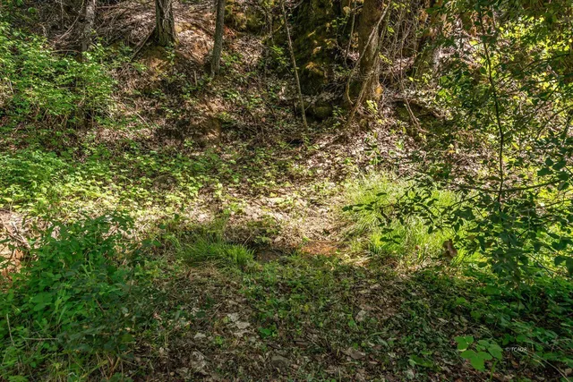a view of a forest with a tree