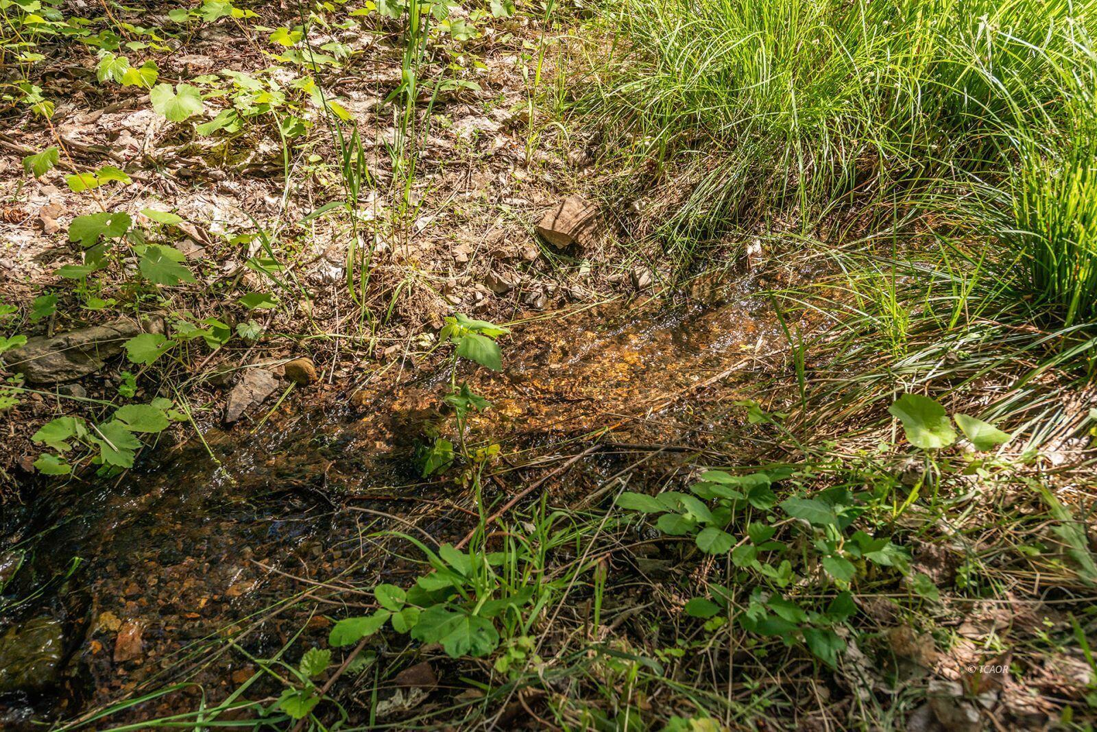 2940 Dutch Creek Road Junction City, CA 96048 - Photo 44 of 47 a view of a tree in a forest