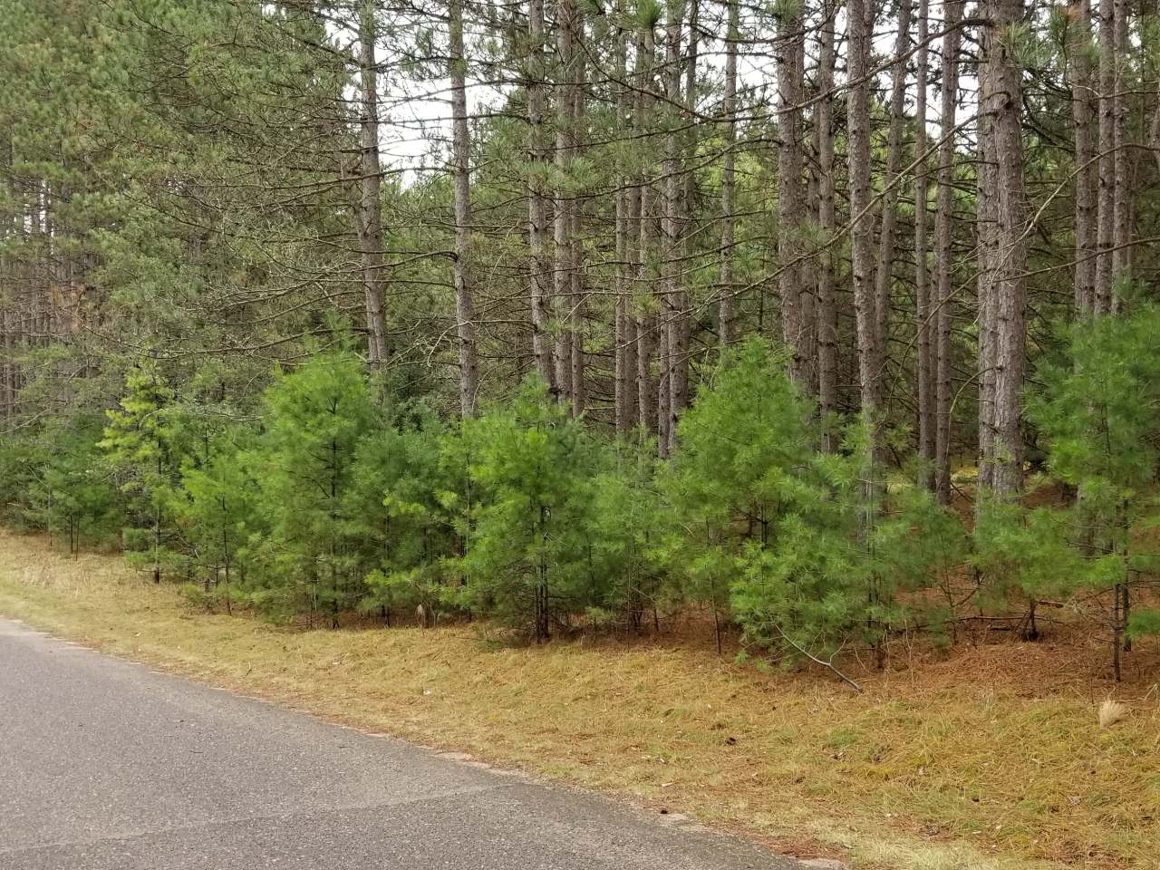 On Forest Road Tomahawk, WI 54487 - Photo 1 of 2 Gallery Image 1