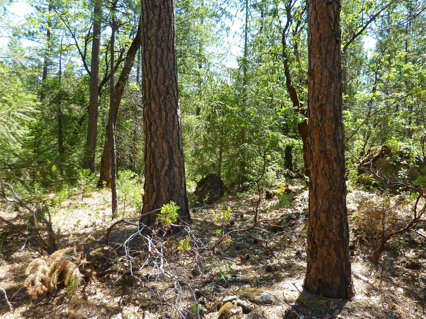 58-acres Burnt Blf Road Whitmore, CA 96096 - Photo 25 of 54 19