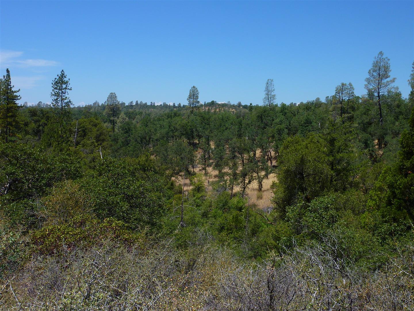 58-acres Burnt Blf Road Whitmore, CA 96096 - Photo 51 of 54 P1060257