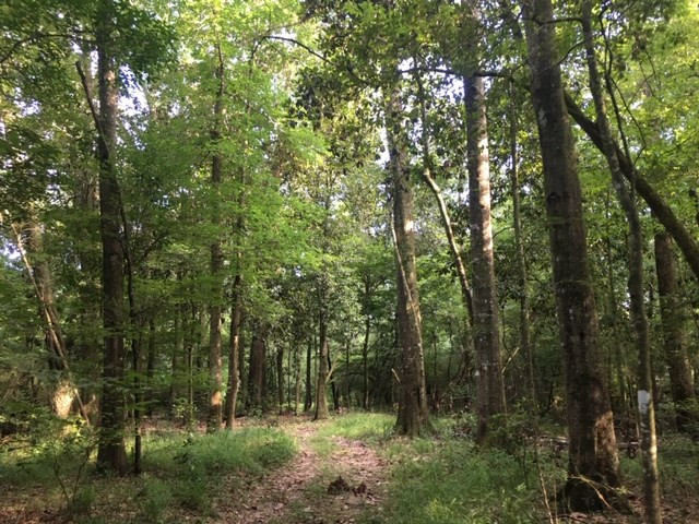 1088 Charlie Rhodus Road Osyka, MS 39657 - Photo 17 of 42 Photo 17