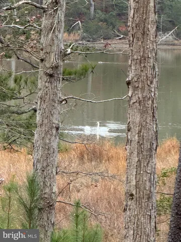 a view of lake from under an trees