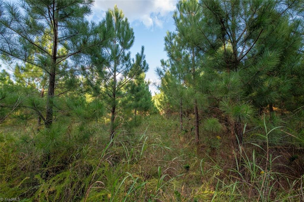 0 Briles Meadow Road Trinity, NC 27370 - Photo 11 of 27 Gallery Image 11