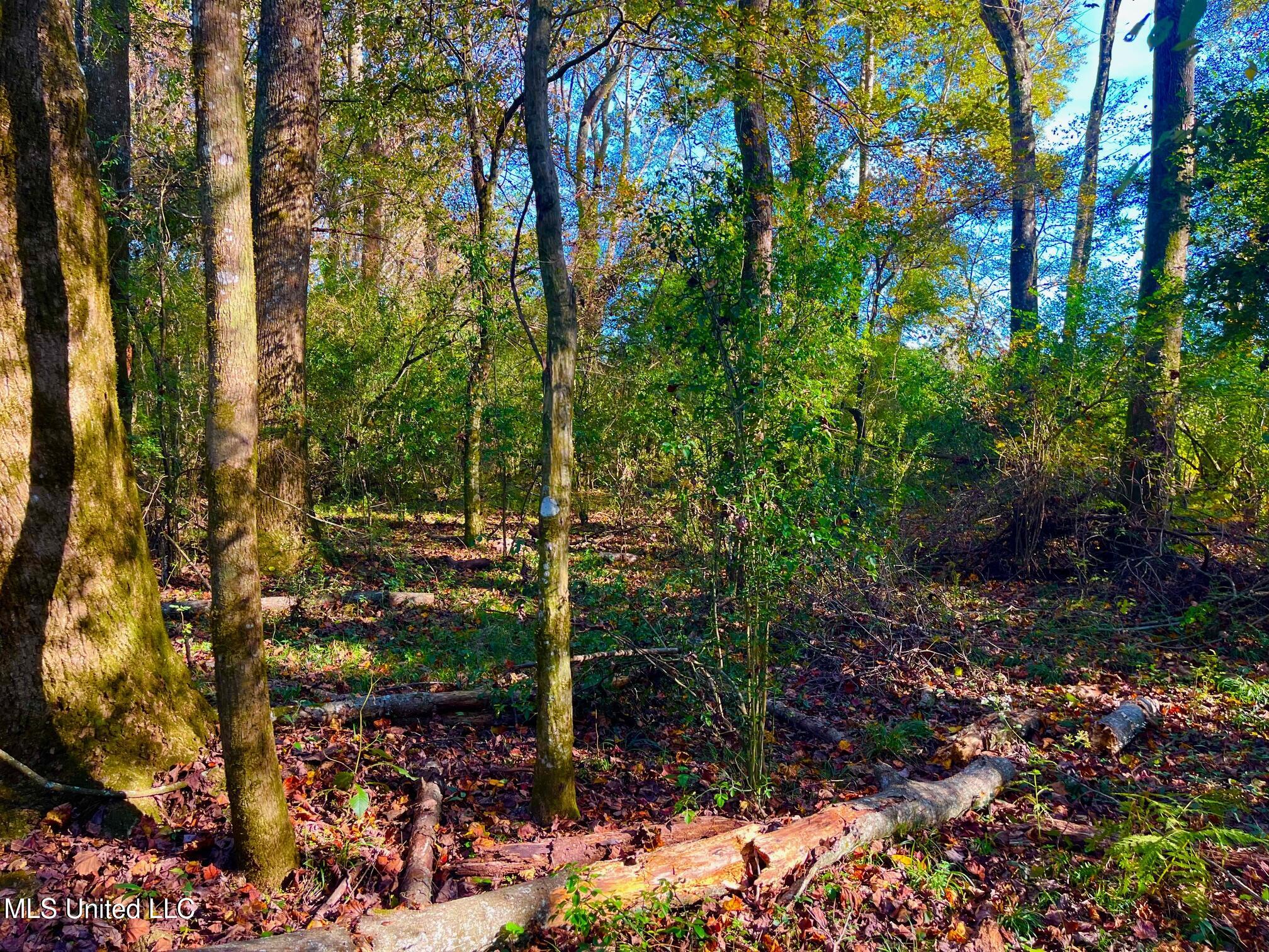 Darbun China Grove Road Kokomo, MS 39643 - Photo 13 of 19 cc13