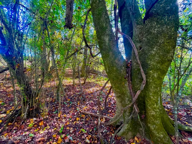 $294,525 | Darbun China Grove Road, Kokomo, MS 39643