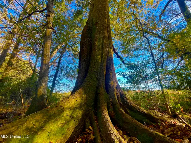 $294,525 | Darbun China Grove Road, Kokomo, MS 39643