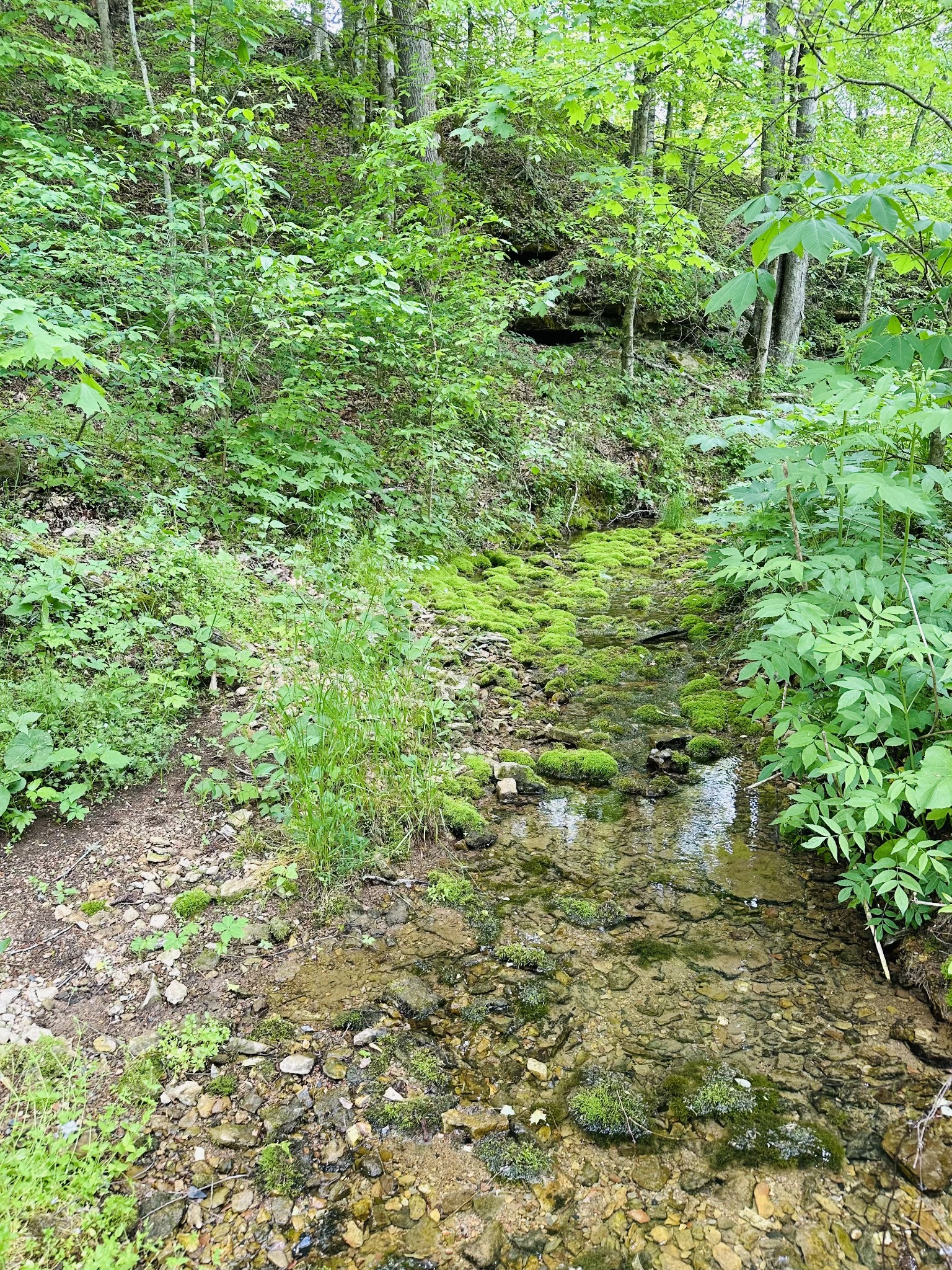 1611 Knob Creek Road Celina, TN 38551 - Photo 44 of 48