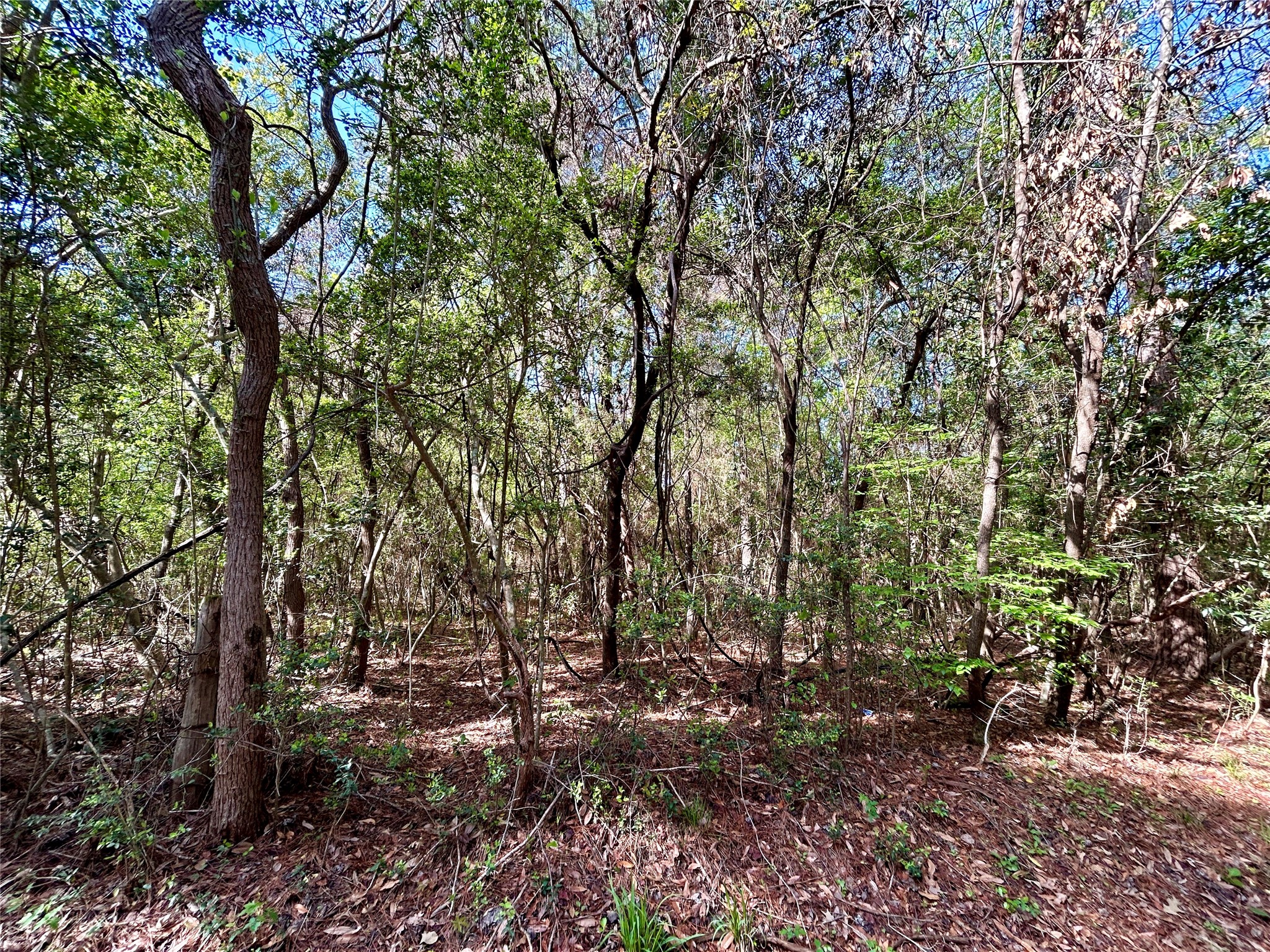 Tbd Copperhead Road Conroe, TX 77303 - Photo 17 of 21 a view of forest