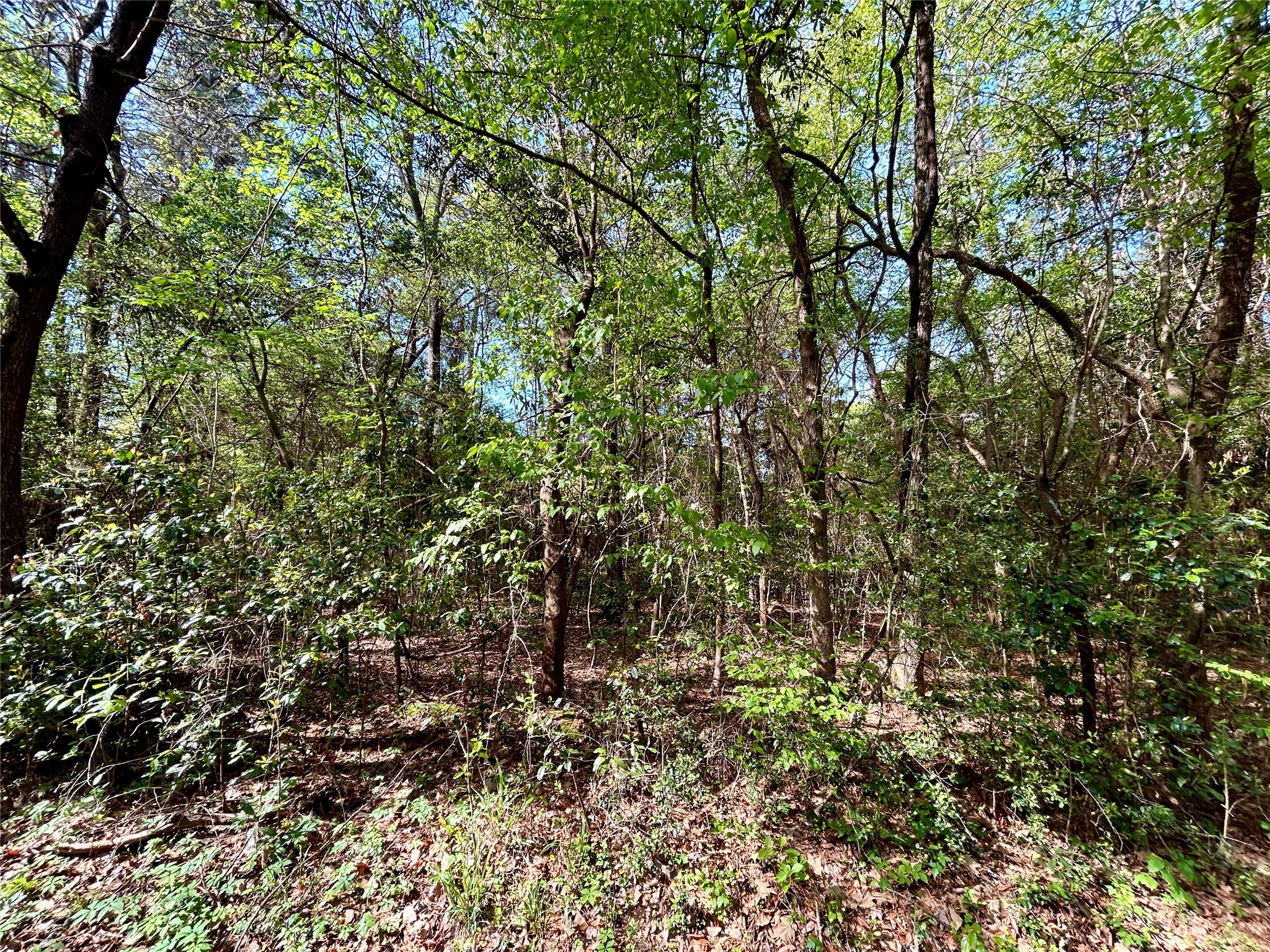 Tbd Copperhead Road Conroe, TX 77303 - Photo 19 of 21 a view of a yard with a tree