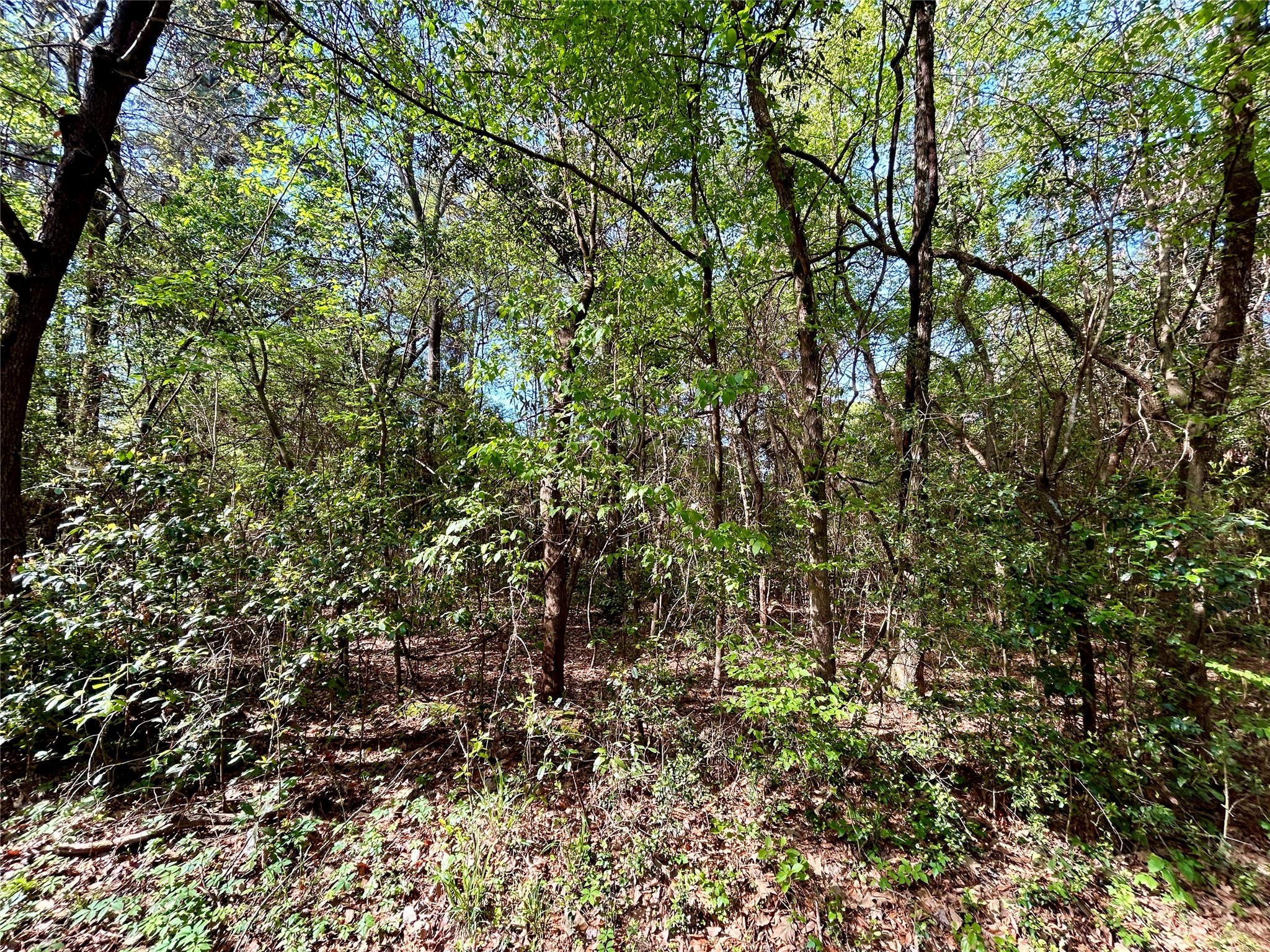 Tbd Copperhead Road Conroe, TX 77303 - Photo 19 of 21 a view of a yard with a tree