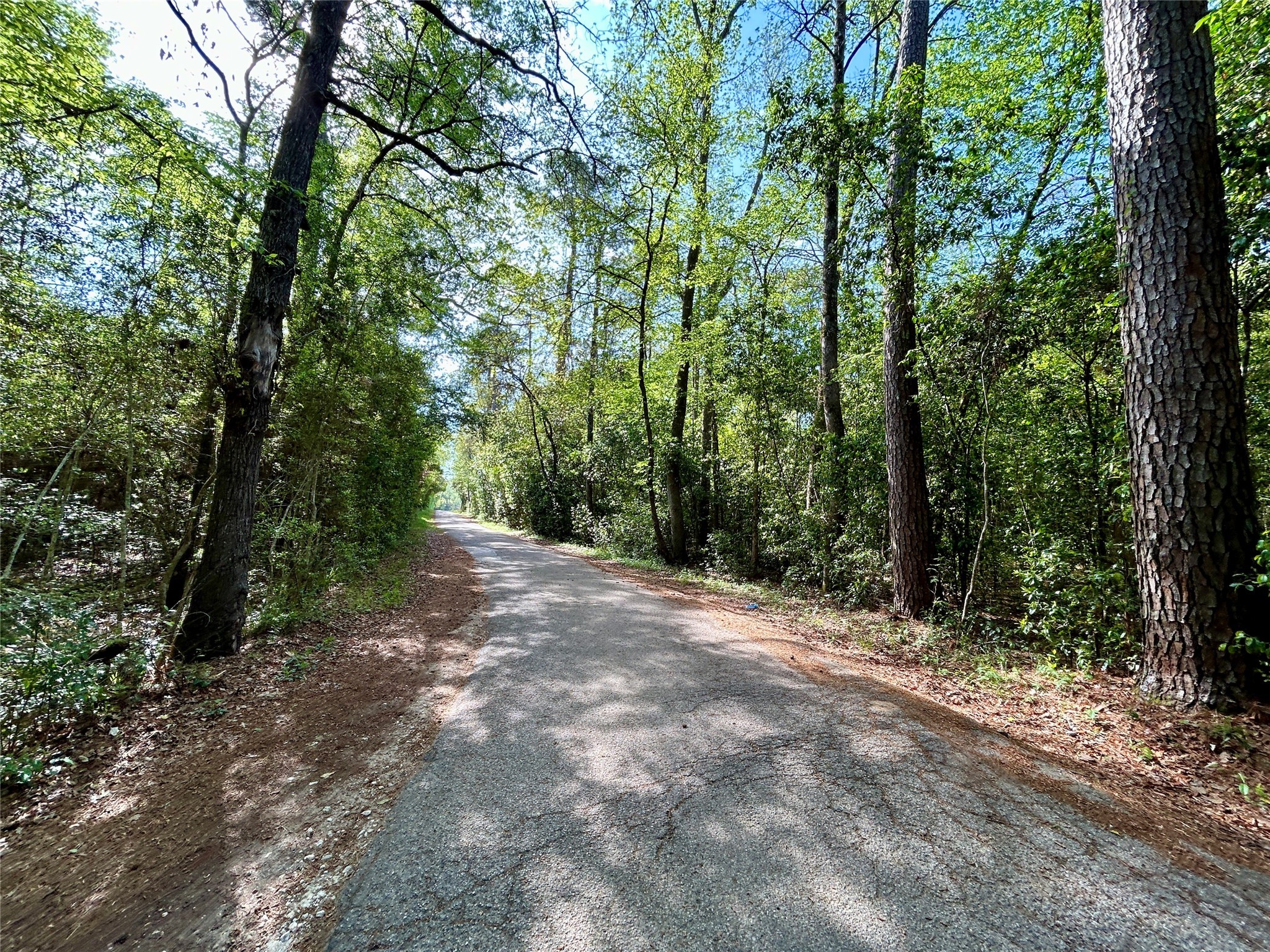 Tbd Copperhead Road Conroe, TX 77303 - Photo 2 of 21 a view of a forest with trees