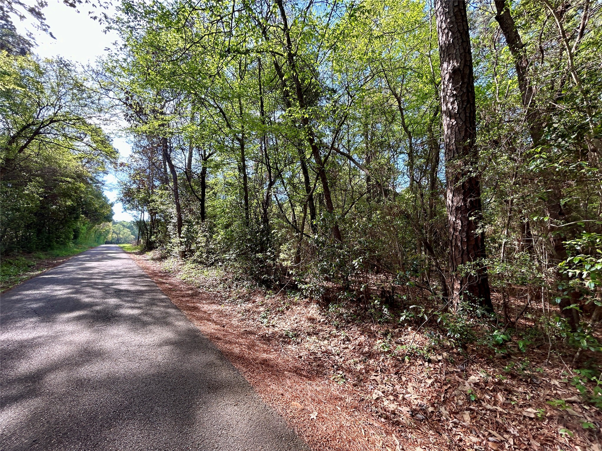 Tbd Copperhead Road Conroe, TX 77303 - Photo 3 of 21 a view of forest