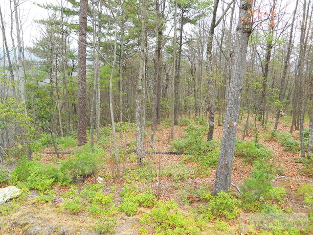 Lot 236 Red Cedar Road Boone, NC 28607 - Photo 3 of 9 Gallery Image 3