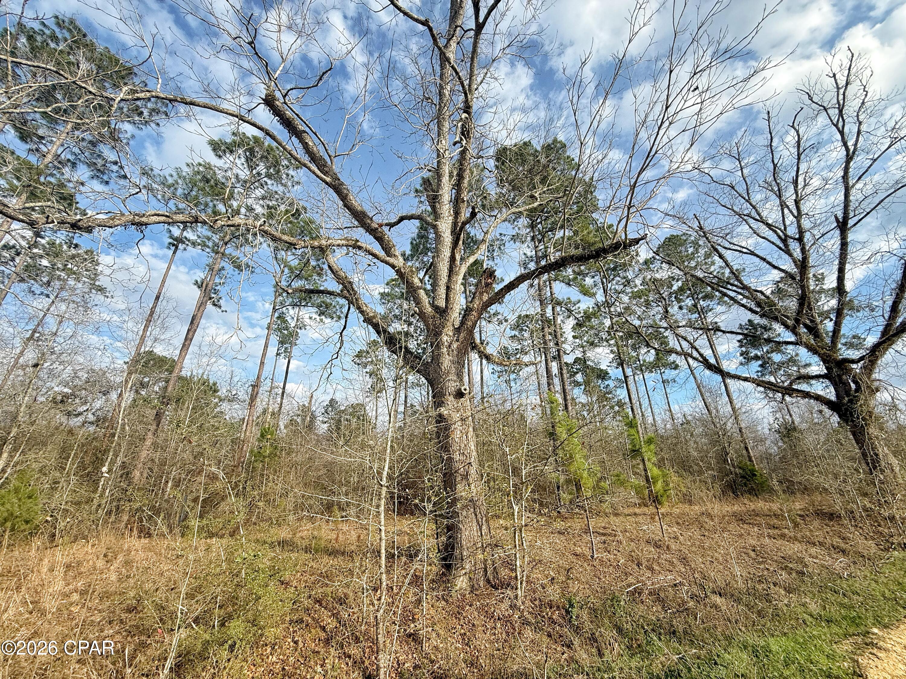 0 Palmview Road Cottondale, FL 32431 - Photo 4 of 5