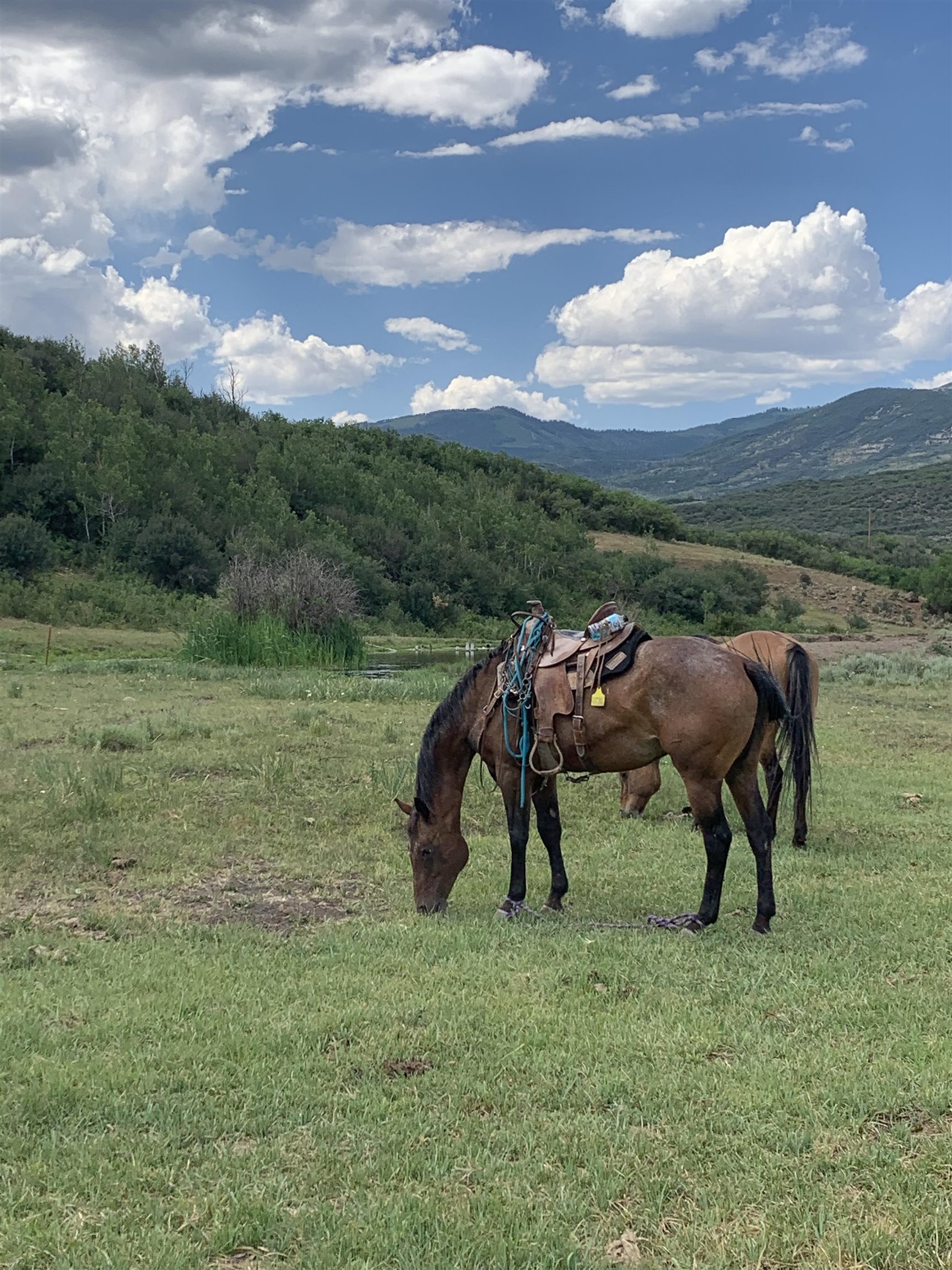 69855 E Highway Collbran, CO 81624 - Photo 13 of 41 a view of yard patio and outdoor seating
