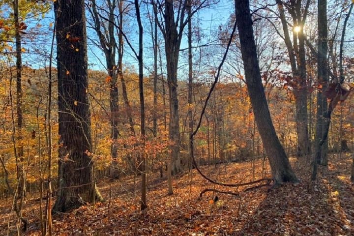 Lot 31 Al Henn Road Cadiz, KY 42211 - Photo 8 of 14 Gallery Image 8