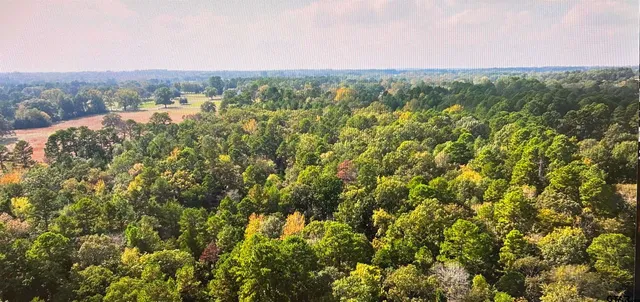 a view of a bunch of trees and bushes