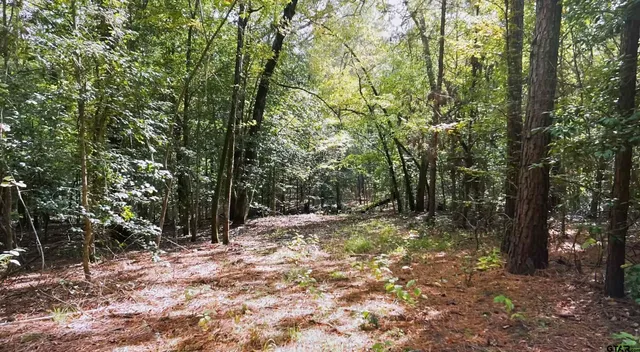 a view of a forest with trees in the background