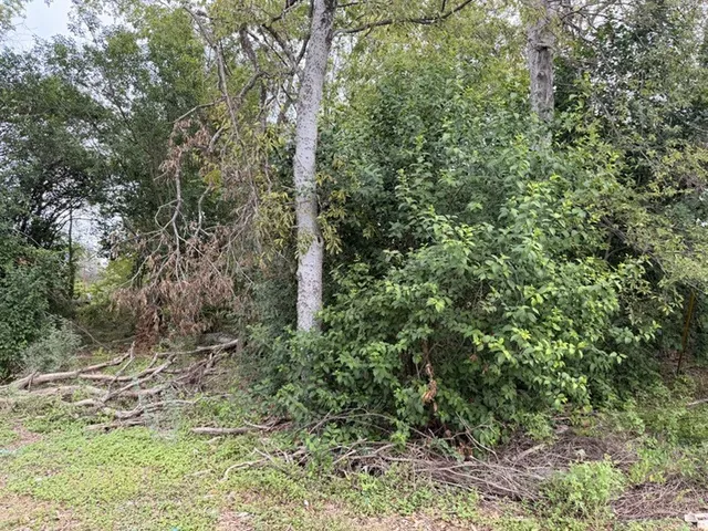 a view of a forest with a tree
