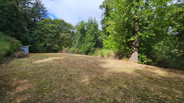 a view of a yard with a tree