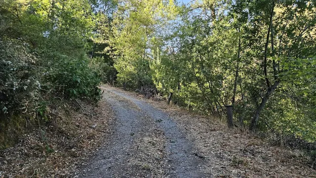 a view of a forest with trees in the background