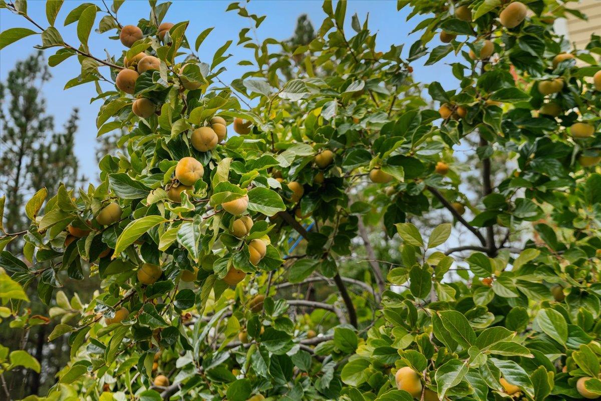 800 Freeman Lane, Unit 105 Grass Valley, CA 95949 - Photo 47 of 48 a view of a tree