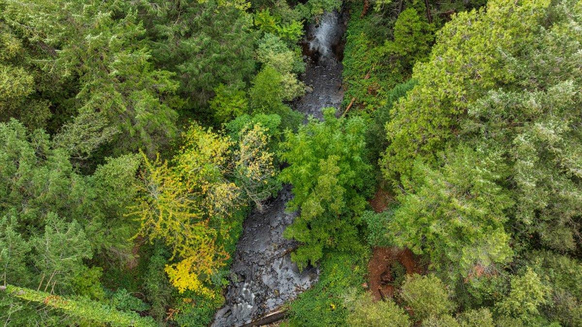 800 Freeman Lane, Unit 105 Grass Valley, CA 95949 - Photo 48 of 48 an aerial view of residential house with outdoor space and trees all around