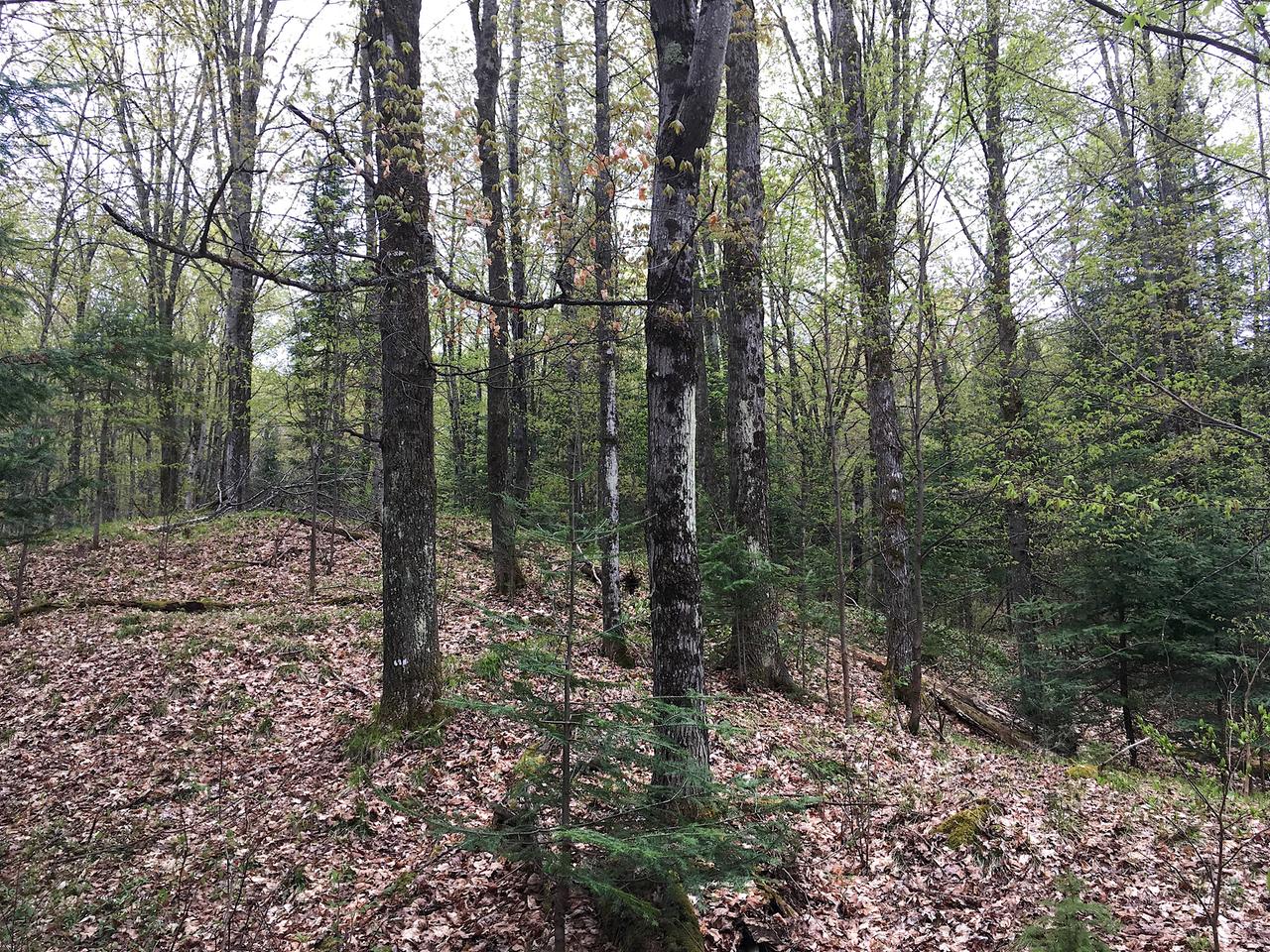On Nicolet Hls Road Long Lake, WI 54542 - Photo 8 of 22 Gallery Image 8
