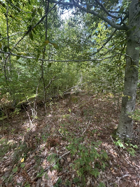 531 Mason Road Ashby, MA 01431 - Photo 3 of 10 a view of a forest with lots of trees