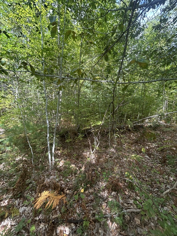 531 Mason Road Ashby, MA 01431 - Photo 4 of 10 a view of a forest with lots of trees