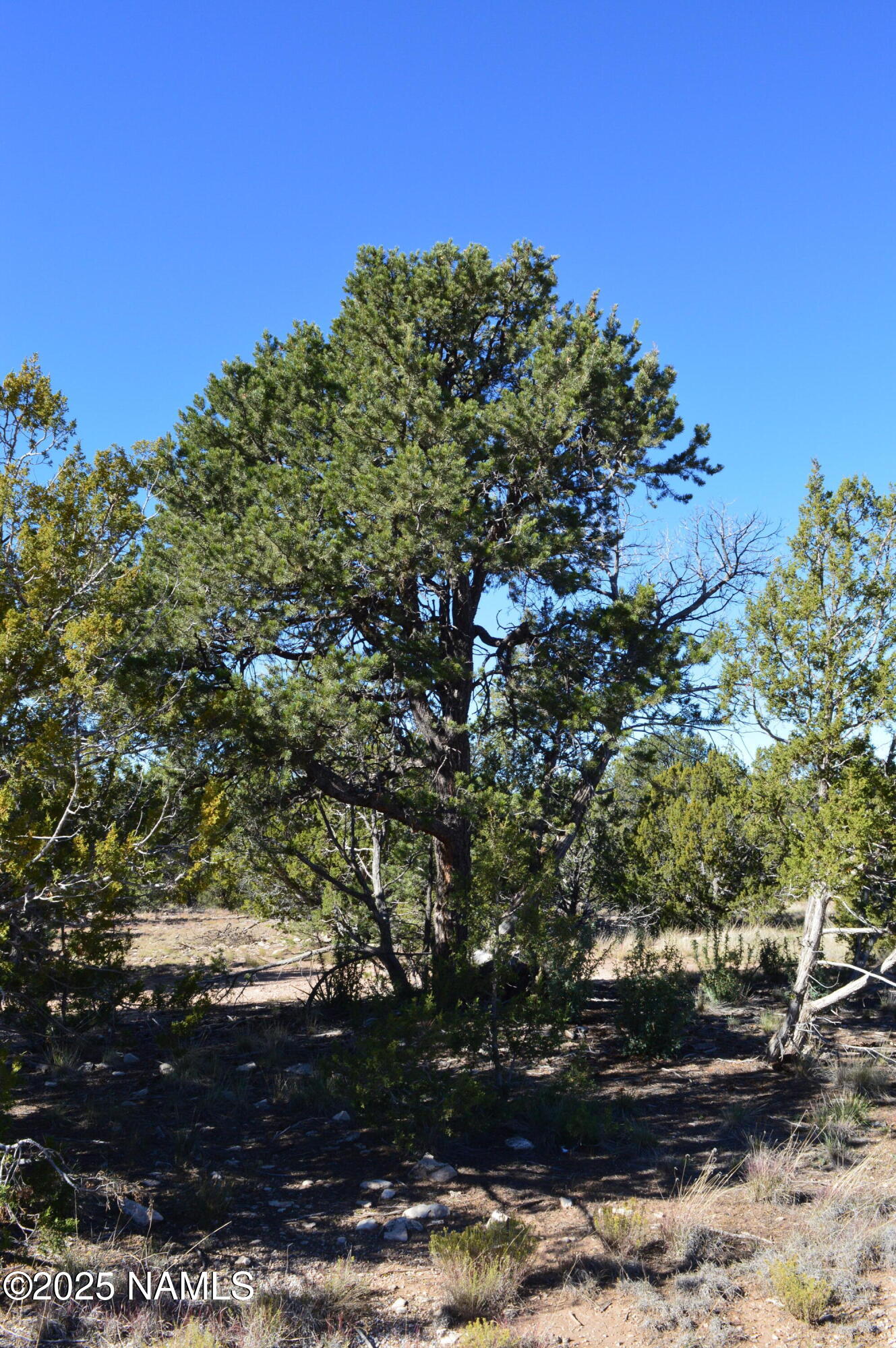 13887 Bly Station Road Williams, AZ 86046 - Photo 12 of 22 a view of a tree