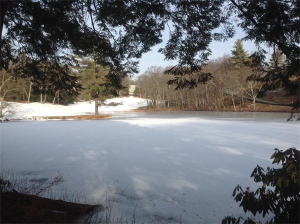 2 Willow Road Weston, MA 02493 - Photo 21 of 21 a view of a yard with a tree